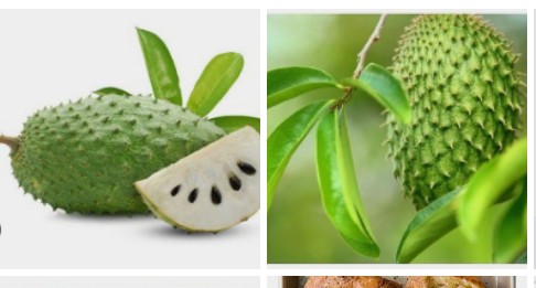 11 Health Benefits Of Soursop Leaves And Their Side Effects √√ The ...